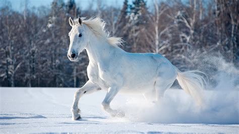 Horses In The Snow Wallpapers Wallpaper Cave