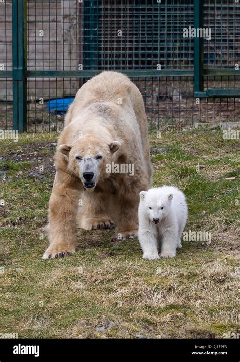 Recently Born Polar Bear Cub Brodie Born At The Highland Wildlife Park