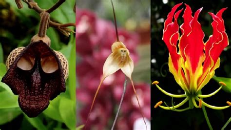 Top 10 Most Beautiful But Strange Flowers