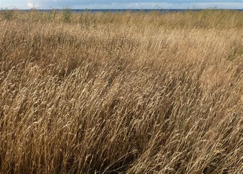 Seaside Grass Free Photo Download Freeimages