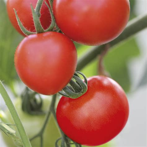 Tomato Standard Mountain Magic F1 Seeds From Mr Fothergills Seeds