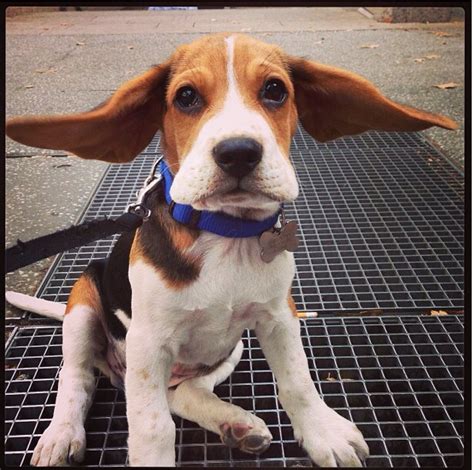 21 Puppies Who Havent Grown Into Their Ears Beagle Puppy Cute