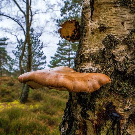 Wandering Along And Discovered This Impressive Fungus Growing On This