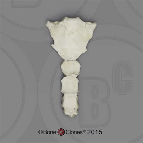 Gorilla Sternum Bone Clones Inc Osteological Reproductions