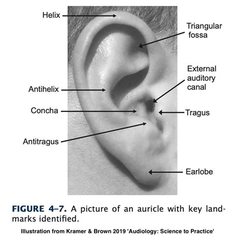 Anatomy Of Outer Ear Lobe Human Anatomy