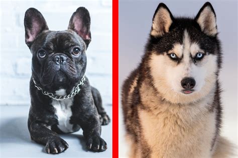 French Bulldog And Husky Mix Conquers Hearts On The Internet
