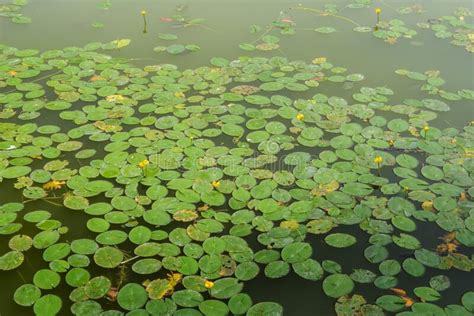 Wild Lake In The Forest With Water Lilies And Lilies On The Water Stock