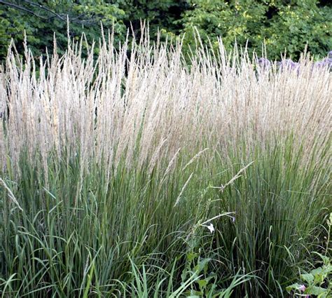 10 Garden Grass Which Make Your Landscape Attractive Ornamental