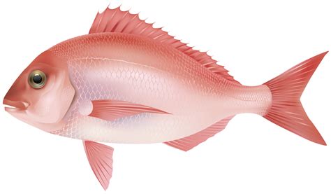 Fish Png 7 Png All Png All