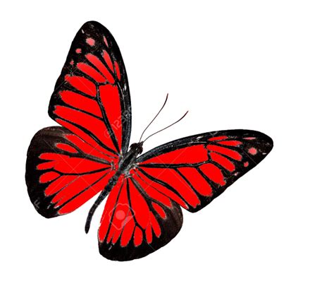 Red Butterfly Transparent Background Png Png Arts