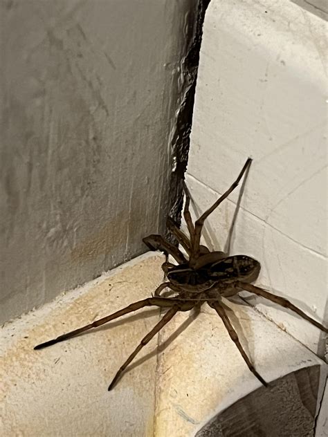 Brown Recluse Rwhatsthisbug