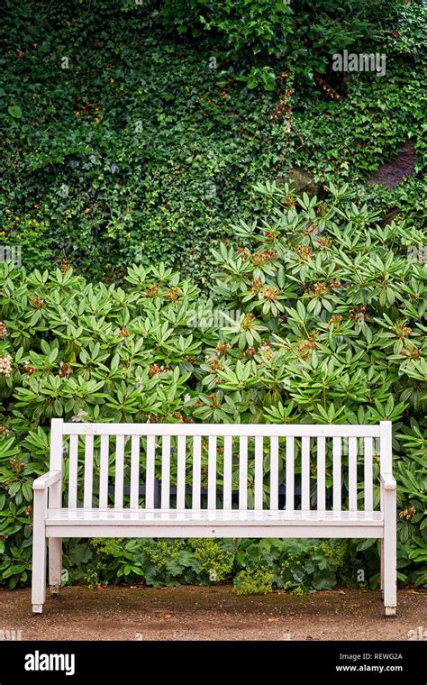 White Park Bench In Front Of Green Plants Background Stock Photo Alamy
