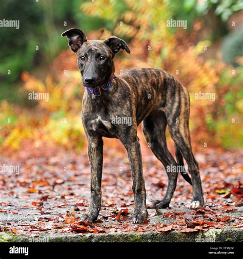 Brindle Lurcher Dog Hi Res Stock Photography And Images Alamy