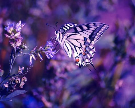 Lilac Purple Butterfly Wallpaper Butterfly Photos Beautiful