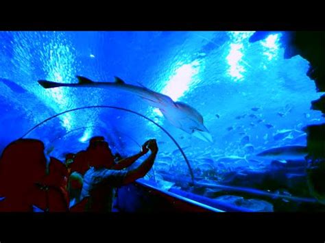 How to reach aquaria klcc. Aquaria KLCC, Kuala Lumpur, Malaysia - YouTube