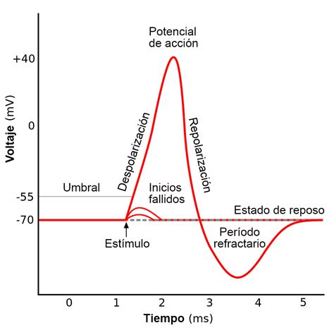 Potencial De Membrana Mind Map