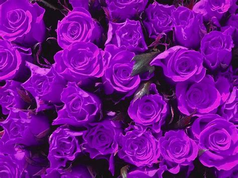 Free Purple Flowers Download Free Purple Flowers Png Images Free