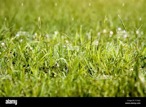Abstract Natural Backgrounds For Hi Res Stock Photography And Images