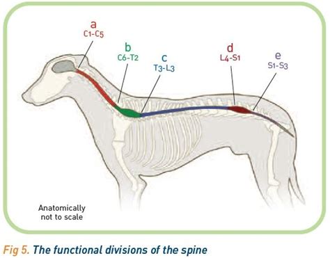 40 Most Popular Cervical Spinal Disease In Dogs Insectza