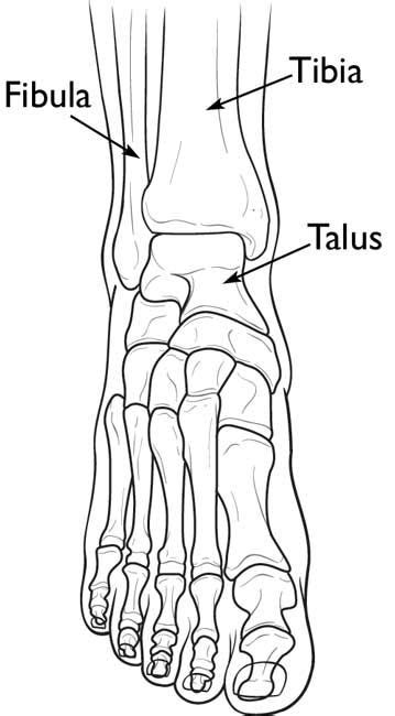 Pilon Fractures Of The Ankle Orthoinfo Foot Anatomy Fractures Ankle