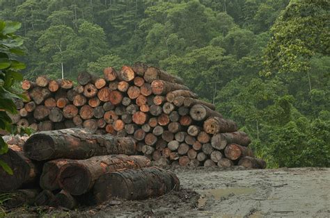 Logging Of Native Rainforest Ecuador Photograph By Murray Cooper