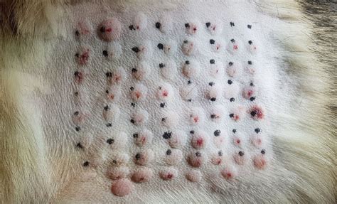 Are There Allergy Tests For Dogs