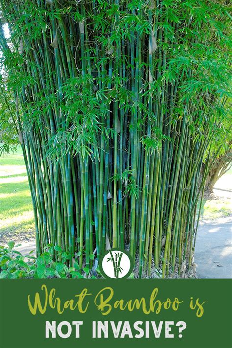 Plant Bamboo As A Fence