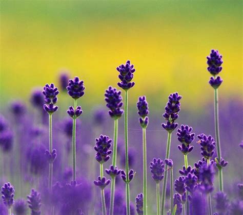 Paling Populer 24 Gambar Wallpaper Bunga Lavender Gambar Bunga Indah