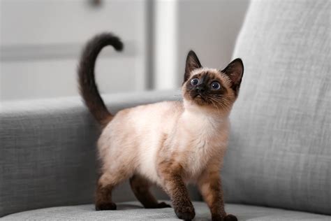 A Guide To Understand Your Siamese Cats Meow Internet Vibes