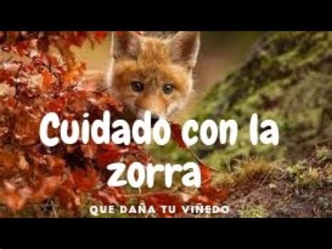 Cuidado Con Las Zorras Que Da An Tu Vi Edo Aprende A Identificarlas