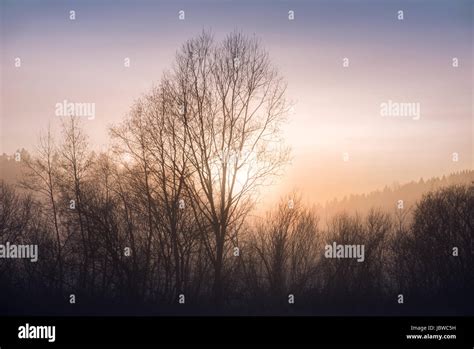 Foggy Landscape With Trees And Sunset At Evening Stock Photo Alamy
