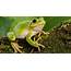 Tree Frog Animal Facts  AZ Animals