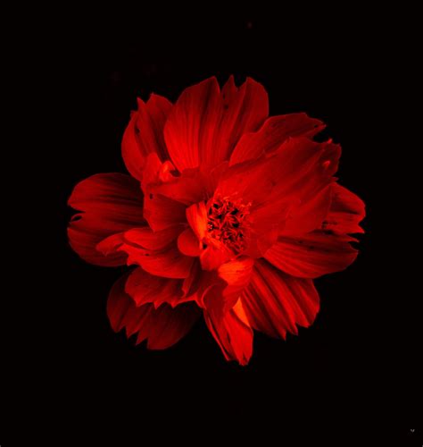 Red Flower In Black Background · Free Stock Photo