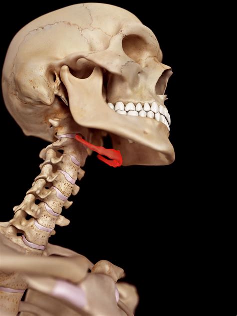 The Hyoid Bone Anatomy Function And Conditions