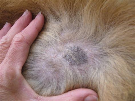 Wie Erkennt Man Dermatitis Bei Hunden Housekeeping Magazine Dekorationsideen Inspiration