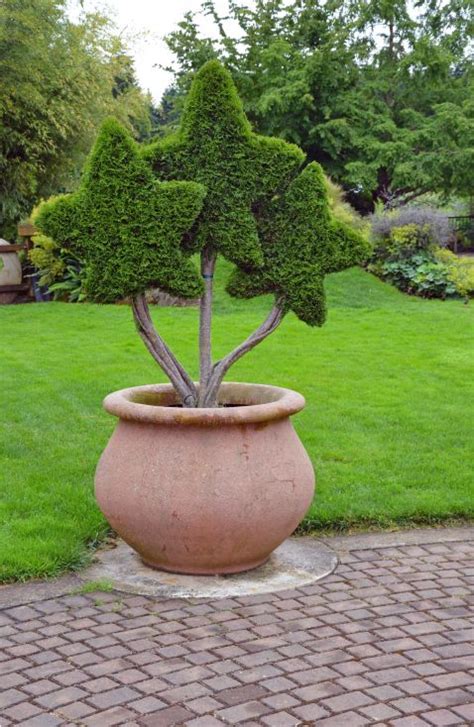 Potted Topiary Plants In The Shape Of Stars Topiary Plants Topiary