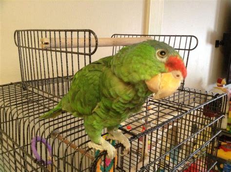 Red Head Amazon Parrot For Sale In San Francisco California Classified