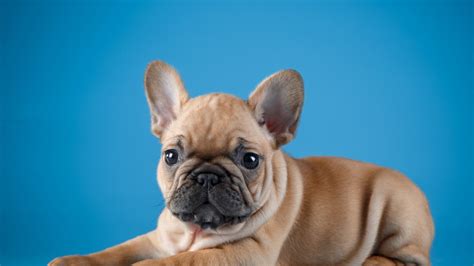 French Bulldog Wallpapers Top Free French Bulldog Backgrounds