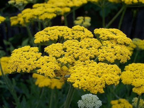 Usernamepasarasa Types Of Yellow Flowers And Meanings Top 30