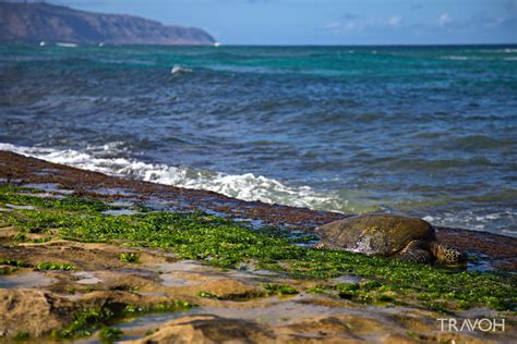 Laniakea Turtle Beach Oahu Hawaii Travoh
