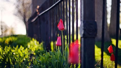 Depth Of Field Bokeh Nature Fence Flowers Pink Flowers Wallpapers