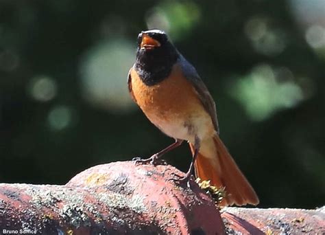 Identifier Les Oiseaux Des Jardins Et Des Parcs Au Printemps Et En été