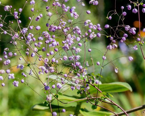 Thalictrum Delavayi Splendide Bare Roots — Buy Chinese Meadow Rue
