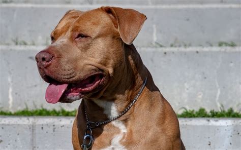 Pit bull puppy attacks golden retriever youtube. Golden Retriever Pitbull Mix Guide: 27 Things to Know Before Getting One - Green Garage