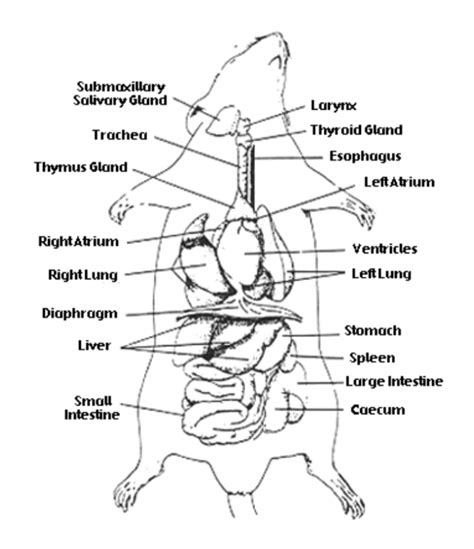 Investigation Rat Dissection Biology Libretexts