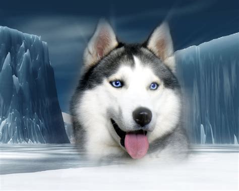 Siberian Husky Dogs Wallpaper 32502218 Fanpop