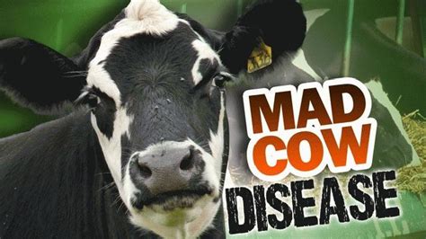 Mad Cow Disease Fast Facts Houston Style Magazine Urban Weekly