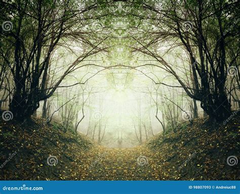 Path Through Surreal Autumn Forest Stock Image Image Of Dreamy Eerie