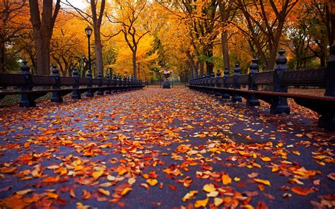 autumn nature park bench trees leaves avenue new york wallpapers hd desktop and mobile