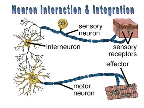 Types Of Sensory Neurons